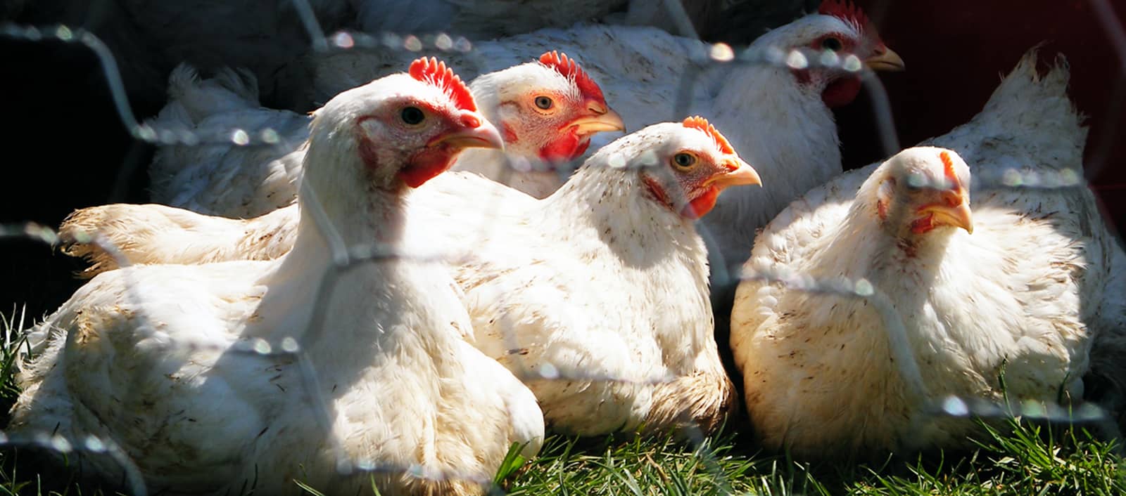 Chickens on Pasture in Oregon