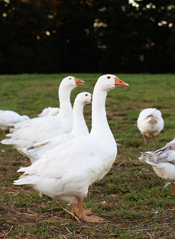 Goose fat for Christmas from Brisbourne Geese Shrewsbury Shropshire