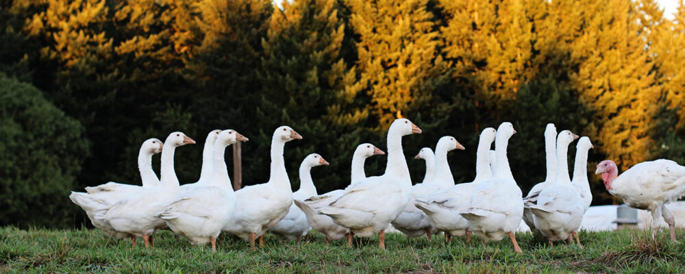 Geese - Champoeg Farm