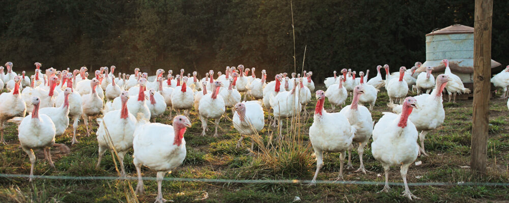 Turkeys At Fence SL