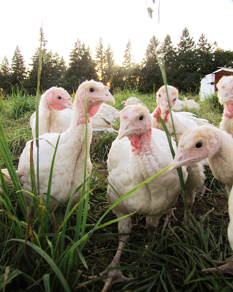 Regeneratively Raised Whole Turkey, Wilmington