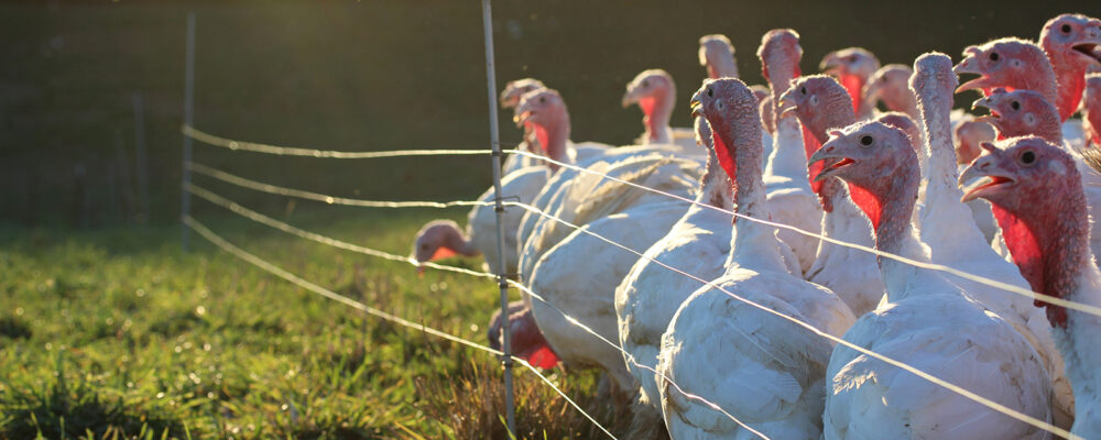 https://champoegfarm.com/wp-content/uploads/2014/03/Turkeys-by-Fence-SL-1000x400.jpg