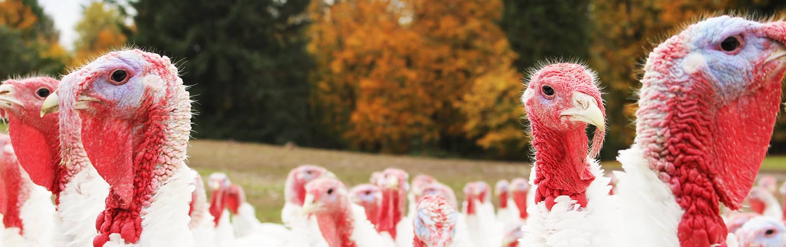 Turkeys on Pasture in Oregon