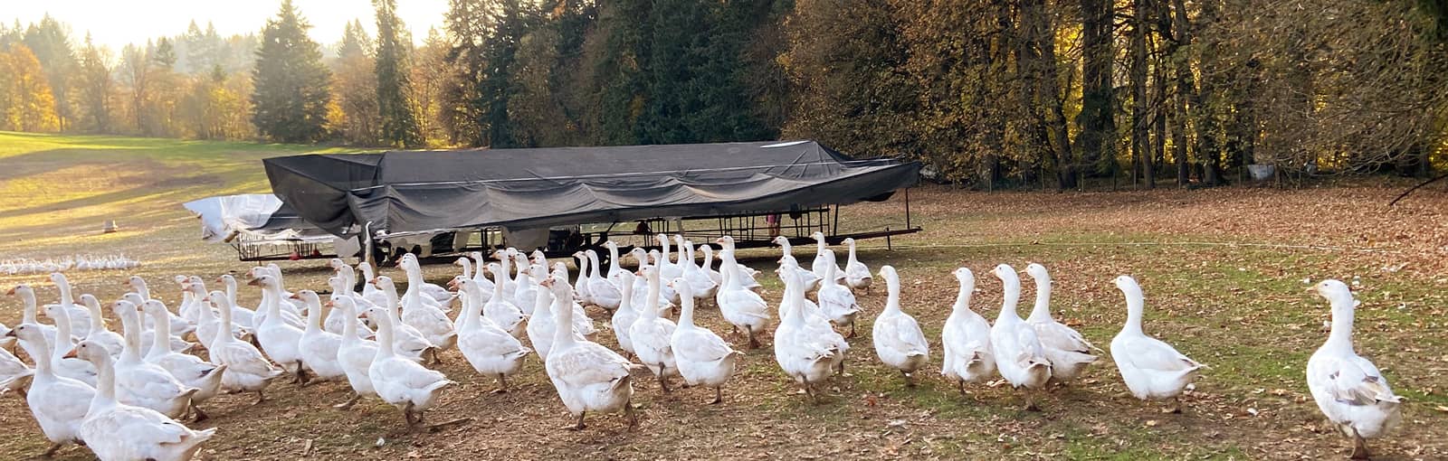 Geese on Pasture in Oregon