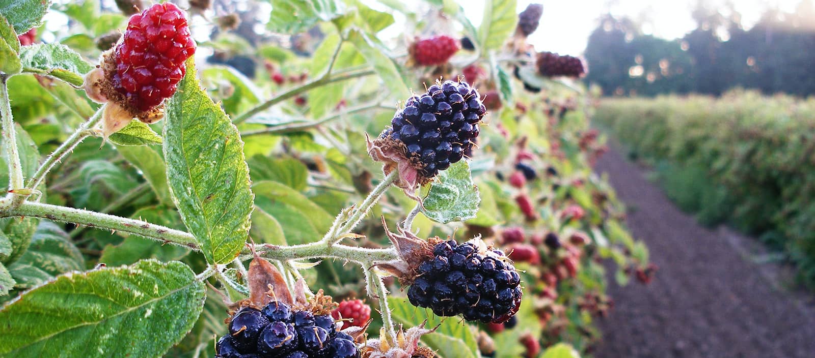 Product Category Berries